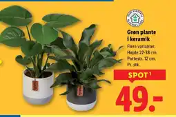 Lidl Grøn plante i keramik tilbud