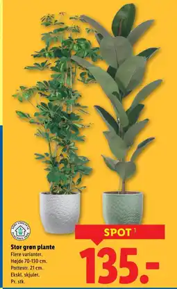 Lidl Stor grøn plante tilbud