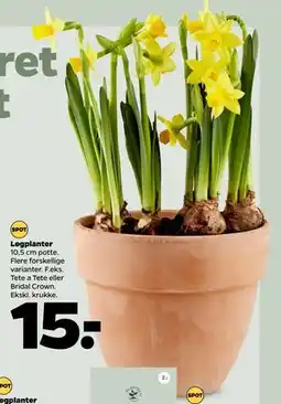 Netto Løgplanter tilbud