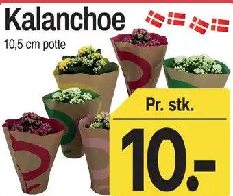 ABC Lavpris Kalanchoe tilbud