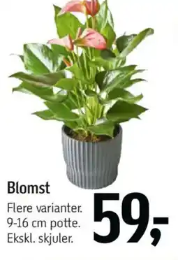 Føtex Blomst tilbud