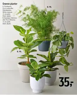Føtex Grønne planter tilbud