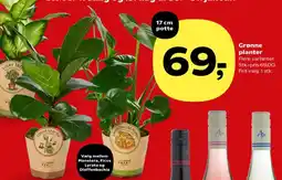 Kvickly Grønne planter tilbud