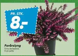 Bilka Forårslyng tilbud