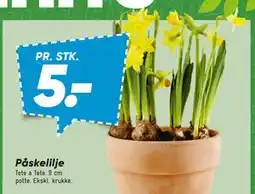 Bilka Påskelilje tilbud