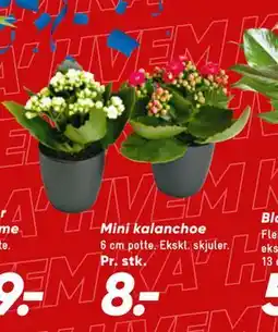 Bilka Mini kalanchoe tilbud