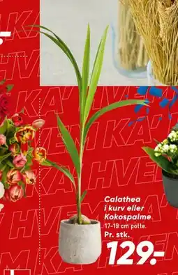 Bilka Calathea i kurv eller Kokospalme tilbud