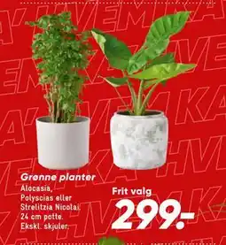 Bilka Grønne planter tilbud
