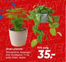 Bilka Grøn plante tilbud