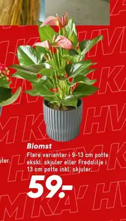 Bilka Blomst tilbud