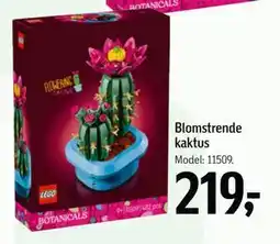 Føtex Blomstrende kaktus tilbud