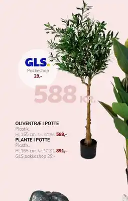 Daells Bolighus OLIVENTRÆ I POTTE tilbud