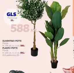 Daells Bolighus PLANTE I POTTE tilbud