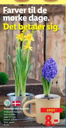 Lidl Påskelilje eller hyacinth tilbud