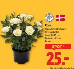Lidl Rose tilbud
