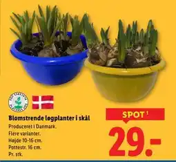 Lidl Blomstrende løgplanter i skål tilbud