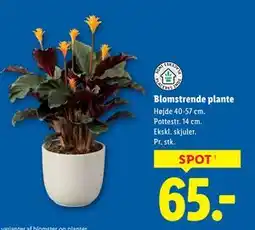 Lidl Blomstrende plante tilbud