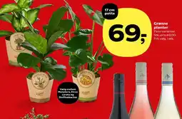 SuperBrugsen Grønne planter tilbud