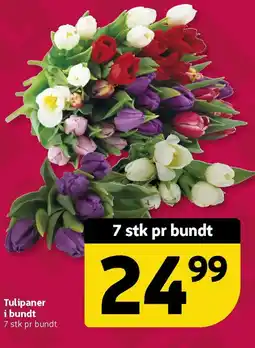 Løvbjerg Tulipaner i bundt tilbud