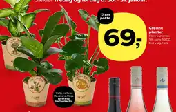 SuperBrugsen Grønne planter tilbud