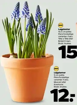 Netto Løgplanter (9 cm potte) tilbud