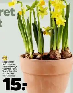 Netto Løgplanter (10,5 cm potte) tilbud