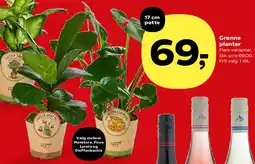 Kvickly Grønne planter tilbud