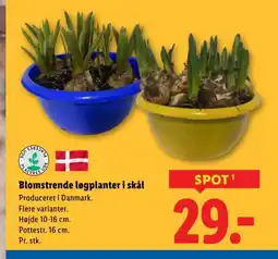 Lidl Blomstrende løgplanter i skål tilbud