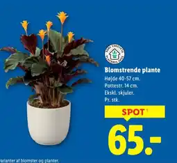 Lidl Blomstrende plante tilbud