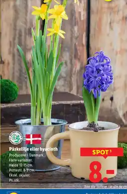 Lidl Påskelilje eller hyacinth tilbud