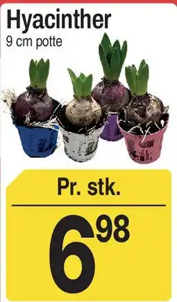 ABC Lavpris Hyacinther tilbud