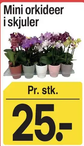 ABC Lavpris Mini orkideer i skjuler tilbud