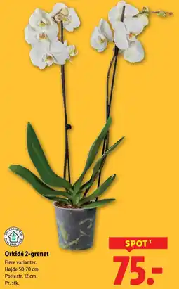 Lidl Orkidé 2-grenet tilbud