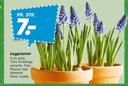 Bilka Løgplanter tilbud