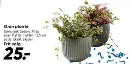 Bilka Grøn plante (sukkulent/potte) tilbud