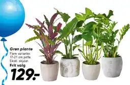 Bilka Grøn plante tilbud