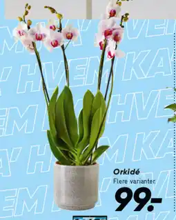 Bilka Orkidé tilbud