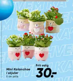 Bilka Mini Kalanchoe i skjuler tilbud