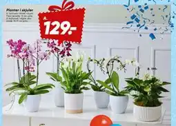 Bilka Calla eller Orkidé i skjuler tilbud