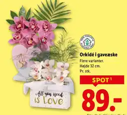 Lidl Orkidé i gaveæske tilbud