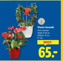 Lidl Plante i keramik tilbud