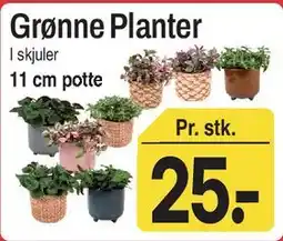 ABC Lavpris Grønne Planter (i skjuler) tilbud