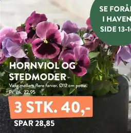 Plantorama HORNVIOL OG STEDMODER tilbud