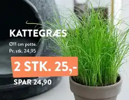Plantorama KATTEGRÆS tilbud
