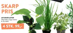Plantorama AKVARIEPLANTER tilbud