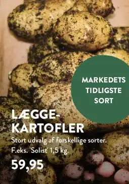 Plantorama Lægge-kartofler tilbud