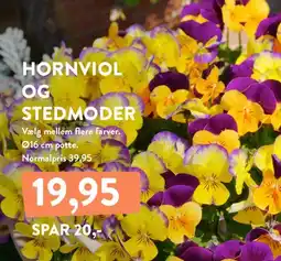 Plantorama Hornviol og stedmoder tilbud
