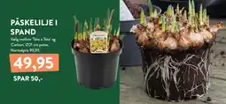 Plantorama PÅSKELILJE I SPAND tilbud