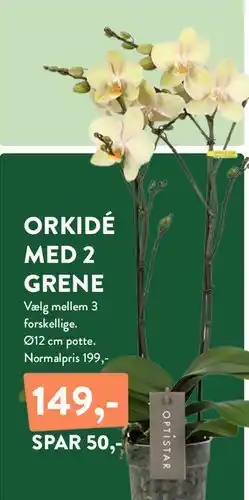 Plantorama ORKIDÉ MED 2 GRENE tilbud