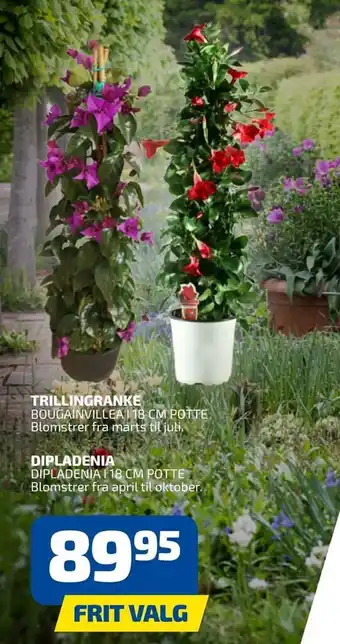 Dipladenia
